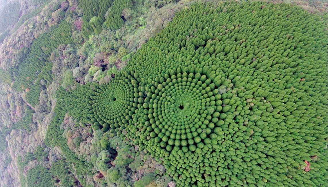 Baumkreise in einem Wald