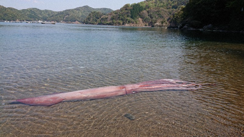 3-meter-long giant squid found stranded on Sea of Japan beach